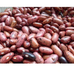 Rosso Di Lucca Bush Bean Seeds (Organic) -Felco Butik snv8009 web3