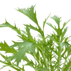 Organic Greens, Mustard Mizuna (1/4 Lb) 9 Organic Greens, Mustard Mizuna (1/4 Lb) -Felco Butik snv8062 web 1