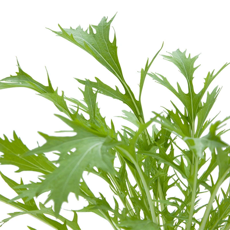 Organic Greens, Mustard Mizuna (1/4 Lb) 6 Organic Greens, Mustard Mizuna (1/4 Lb) - Billede 4