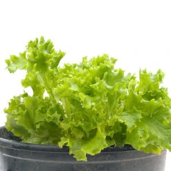 Tango Lettuce Seeds (Organic) 9 Tango Lettuce Seeds (Organic) -Felco Butik snv8075 web