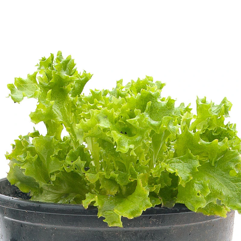 Tango Lettuce Seeds (Organic) 6 Tango Lettuce Seeds (Organic) - Billede 4