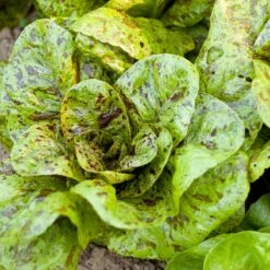 Freckles Lettuce Seeds (Organic) -Felco Butik snv8078 a 2