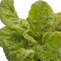 Freckles Lettuce Seeds (Organic) -Felco Butik snv8078 web 1