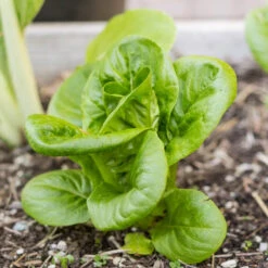Mesclun Spicy Mix Greens Seeds (Organic) -Felco Butik snv8079 14 2 1