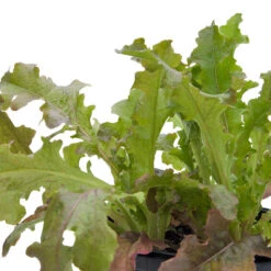 Red Salad Bowl Lettuce Seeds (Organic) 9 Red Salad Bowl Lettuce Seeds (Organic) -Felco Butik snv8093 web