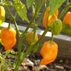 Hot Habanero Pepper Seeds (Organic) -Felco Butik snv8123 web
