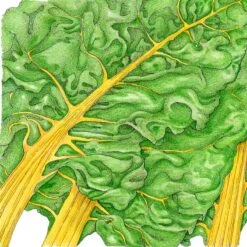 Yellow Chard Seeds (Organic) 7 Yellow Chard Seeds (Organic) -Felco Butik snv8214 1