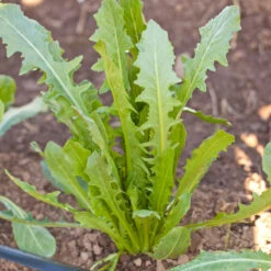 Chicory Catalogna Greens Seeds (Organic) -Felco Butik snv8218 a 2