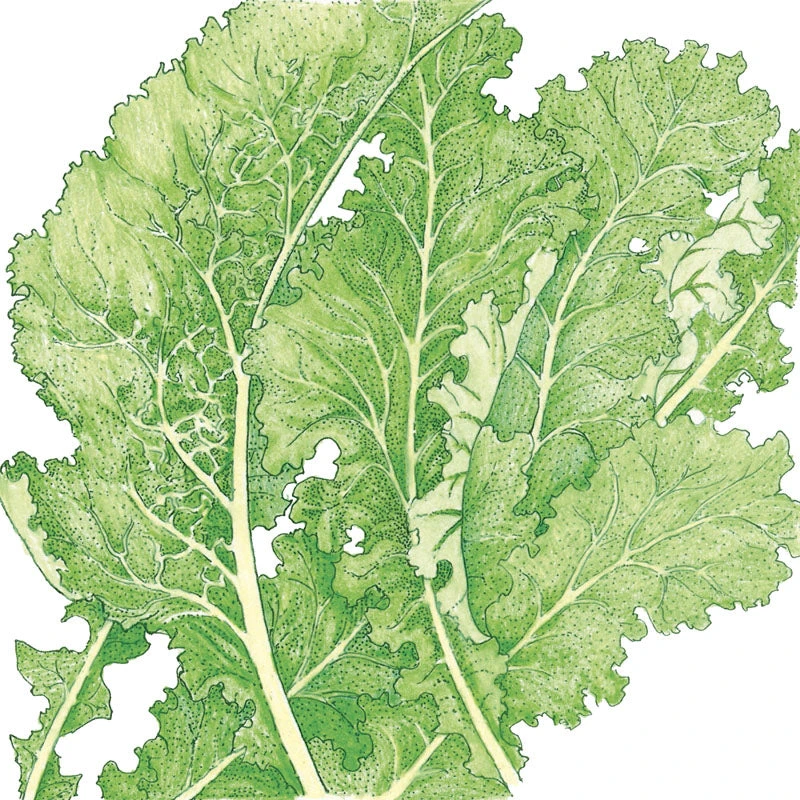 Mustard Southern Giant Curled Greens Seeds (Organic) 5 Mustard Southern Giant Curled Greens Seeds (Organic) - Billede 3