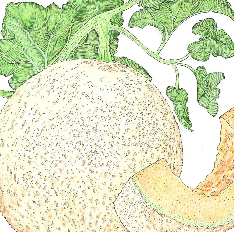 Honeyrock Melon Seeds (Organic) 4 Honeyrock Melon Seeds (Organic) - Billede 2