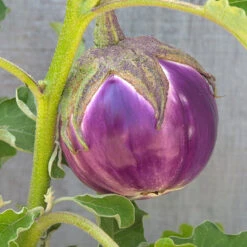Rosa Bianca Eggplant Seeds (Organic) -Felco Butik snv8350 web
