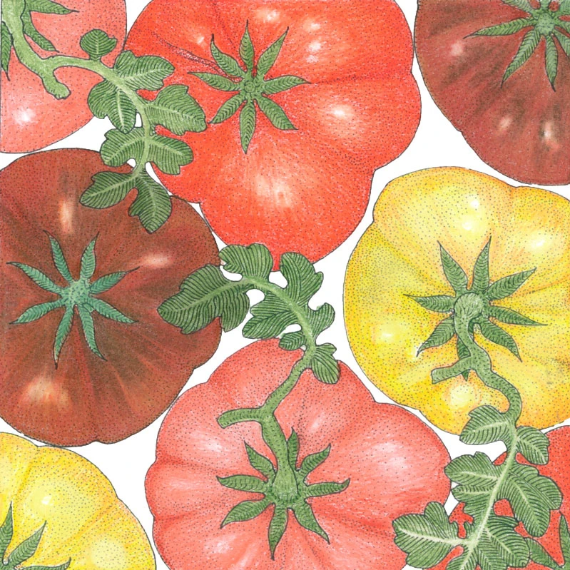 Brandywine Mix Tomato Seeds (Organic) 4 Brandywine Mix Tomato Seeds (Organic) - Billede 2