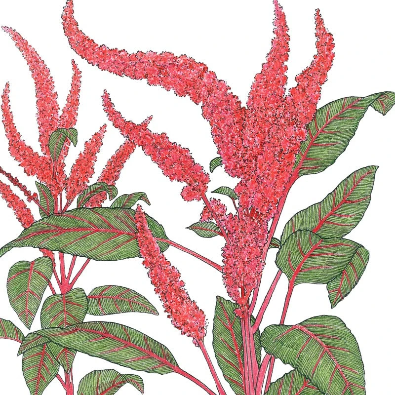 Burgundy Amaranth Seeds (Organic) 4 Burgundy Amaranth Seeds (Organic) - Billede 2