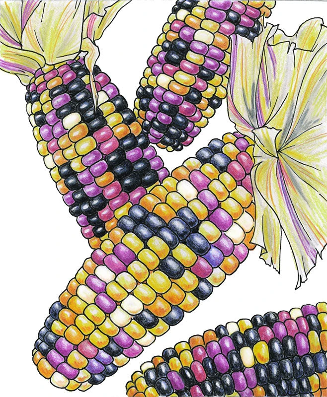 Cherokee Long Ear Popcorn Corn Seeds (Organic) 4 Cherokee Long Ear Popcorn Corn Seeds (Organic) - Billede 2
