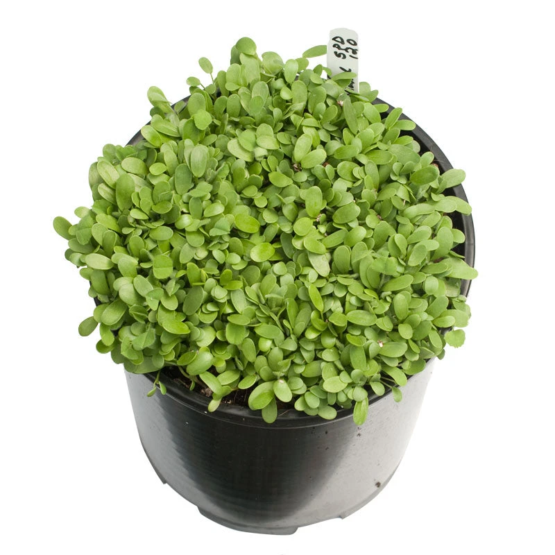 Peaceful Valley Low Rainfall Dryland Pasture Mix - Nitrocoated Seed (lb) 4 Peaceful Valley Low Rainfall Dryland Pasture Mix - Nitrocoated Seed (lb) - Billede 2