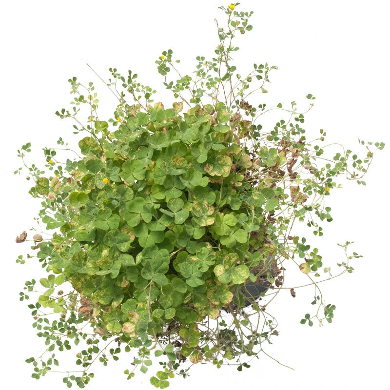 Peaceful Valley Low Rainfall Dryland Pasture Mix - Nitrocoated Seed (lb) 5 Peaceful Valley Low Rainfall Dryland Pasture Mix - Nitrocoated Seed (lb) - Billede 3