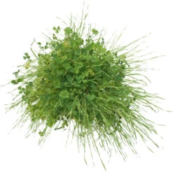 Peaceful Valley Sierra Foothill Dryland Mix - Nitrocoated Seed (lb) -Felco Butik spd600 c