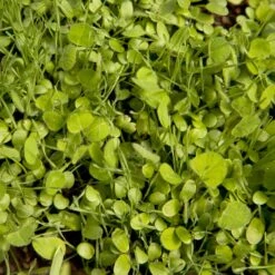 Peaceful Valley Sierra Foothill Dryland Mix - Nitrocoated Seed (lb) -Felco Butik spd600 web