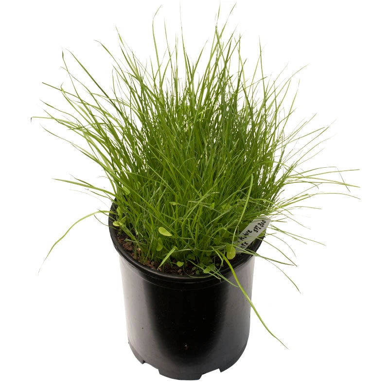 Peaceful Valley Irrigated Dairy Pasture Mix - Nitrocoated Seed (lb) 4 Peaceful Valley Irrigated Dairy Pasture Mix - Nitrocoated Seed (lb) - Billede 2