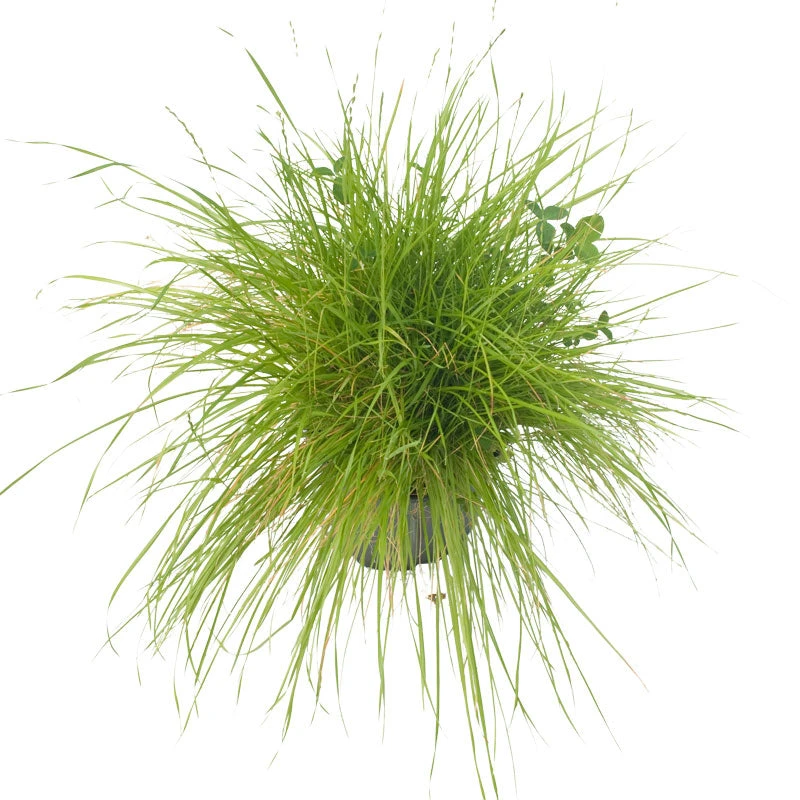 Peaceful Valley Irrigated Dairy Pasture Mix - Nitrocoated Seed (lb) 5 Peaceful Valley Irrigated Dairy Pasture Mix - Nitrocoated Seed (lb) - Billede 3