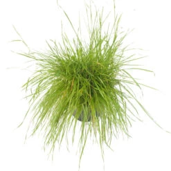 Peaceful Valley Herbal Irrigated Pasture Mix - Nitrocoated Seed (lb) -Felco Butik spi700 a