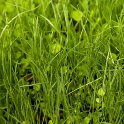 Peaceful Valley Herbal Irrigated Pasture Mix - Nitrocoated Seed (lb) -Felco Butik spi700 web