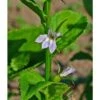 Strictly Medicinal Organic Lobelia, Official -Felco Butik strictly medicinal organic lobelia official