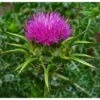 Strictly Medicinal Organic Milk Thistle
