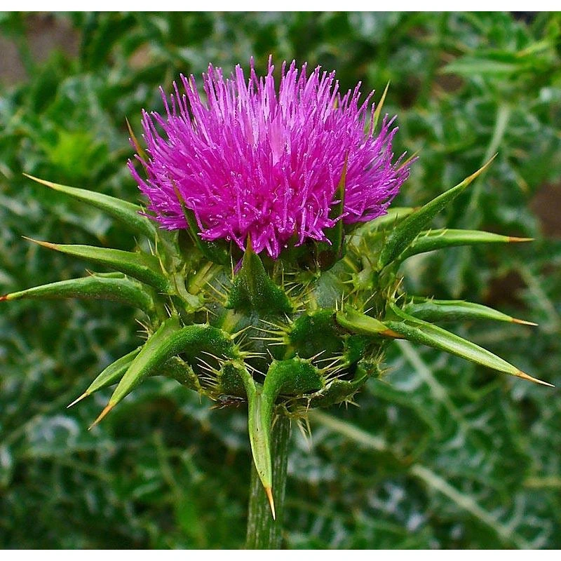 Strictly Medicinal Organic Milk Thistle 3 Strictly Medicinal Organic Milk Thistle