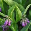 Strictly Medicinal Organic True Comfrey -Felco Butik strictly medicinal organic true comfrey