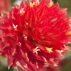 Renee's Garden Globe Amaranth Mardi Gras Parade (Heirloom) -Felco Butik swf4036 c