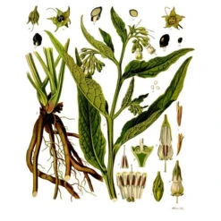 Strictly Medicinal Organic True Comfrey -Felco Butik symphytum officinale