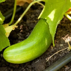 Tendergreen Cucumber Seeds (Organic) -Felco Butik tendergreen a 1 1