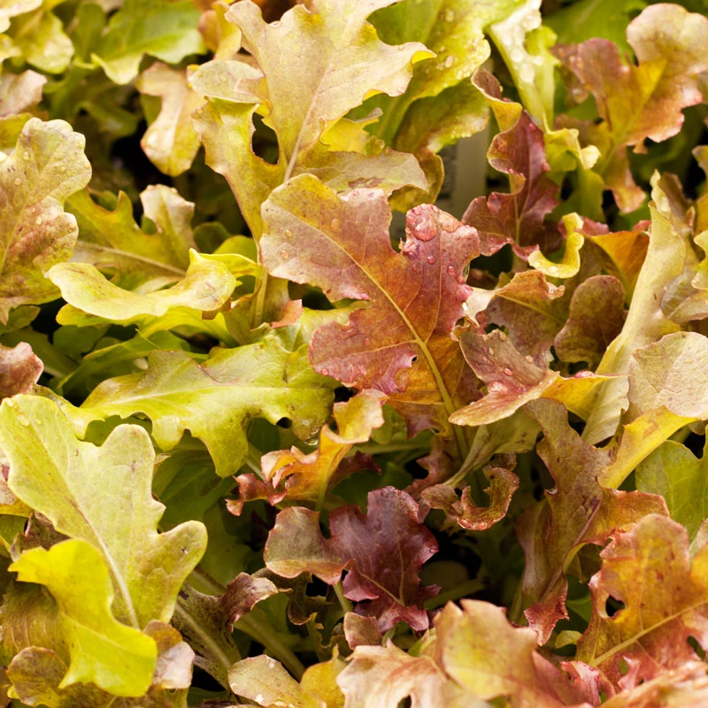 Red Salad Bowl Lettuce Seeds (Organic) 5 Red Salad Bowl Lettuce Seeds (Organic) - Billede 3