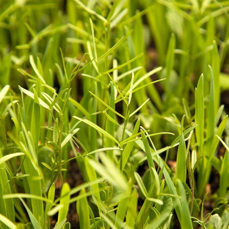 Felco Butik 80 Felco Butik -Felco Butik organic peaceful valley budget soil builder mix raw seed lb