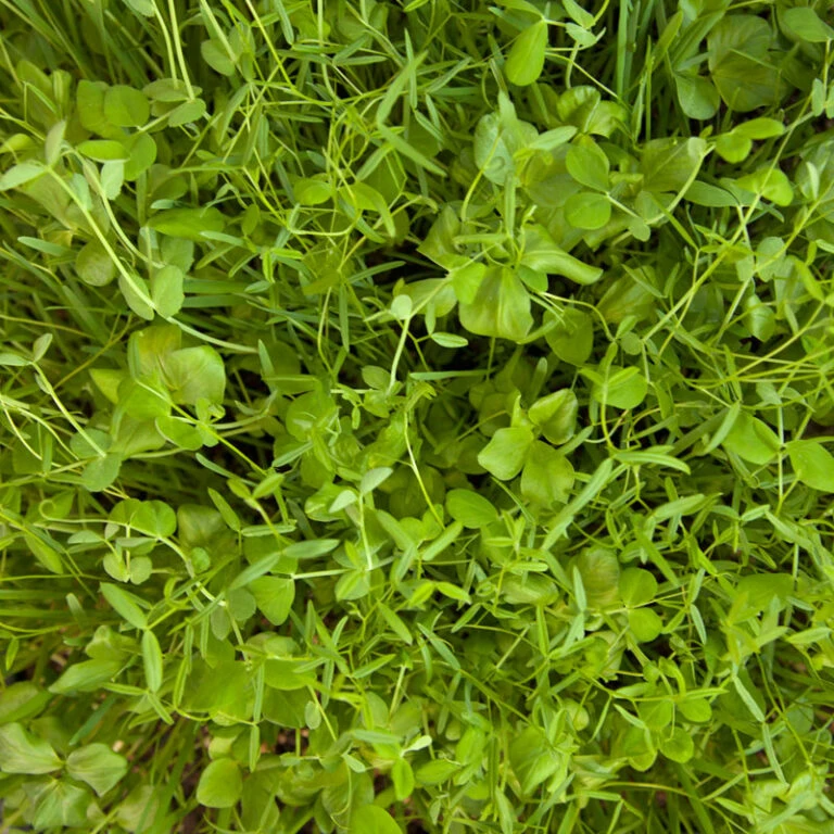 Felco Butik 82 Felco Butik -Felco Butik scm125 budget soil builder web 1 768x768 1